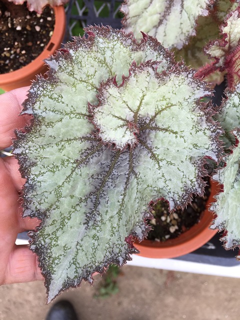 B. Uminari